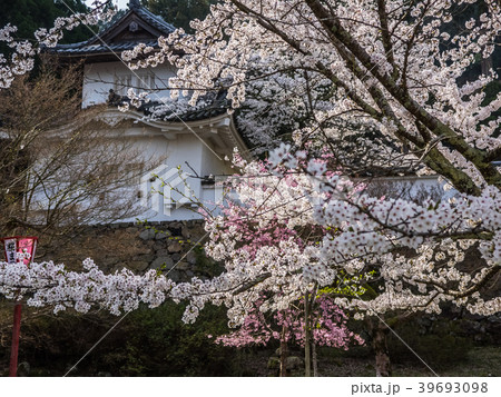 桜が満開の出石城跡 桜が満開の出石城跡 39693098