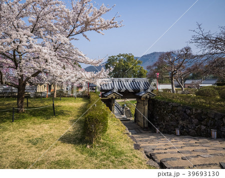 桜が満開の出石城跡の写真素材