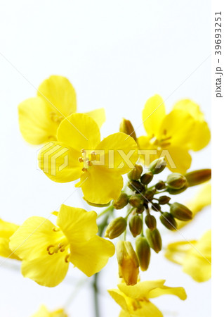 菜の花 39693251