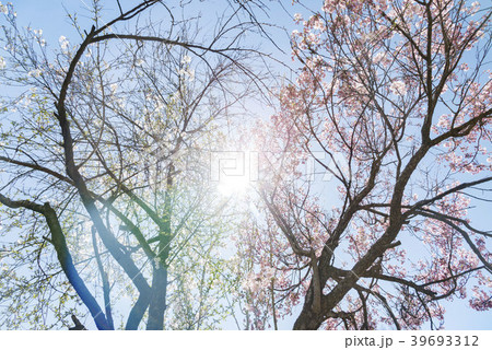 北海道札幌の桜 39693312