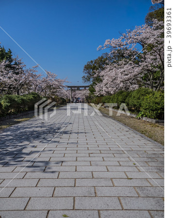 桜が満開の名和神社 39693361