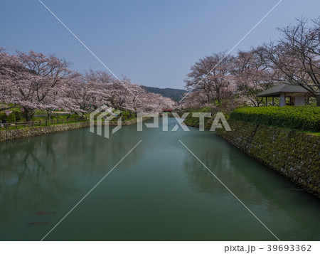 桜が満開の鹿野城 39693362