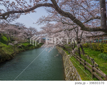 桜が満開の鹿野城 39693370