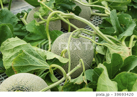 北海道の美味しいメロン 39693420