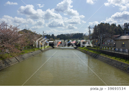 能瀬川公園の鯉のぼり 能瀬川公園の鯉のぼり 39693534