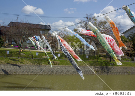 能瀬川公園の鯉のぼり 能瀬川公園の鯉のぼり 39693535