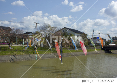 能瀬川公園の鯉のぼり 能瀬川公園の鯉のぼり 39693537