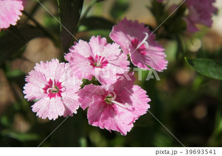 ナデシコ 39693541