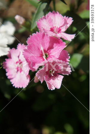 ナデシコ 39693578