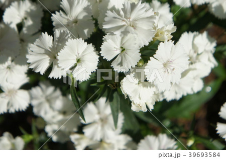 ナデシコ 39693584