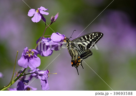 揚羽蝶とハナダイコン 39693588