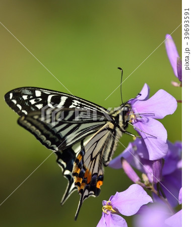 揚羽蝶とハナダイコン 39693591