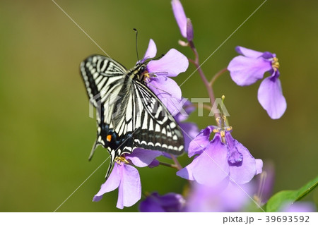 揚羽蝶とハナダイコン 39693592