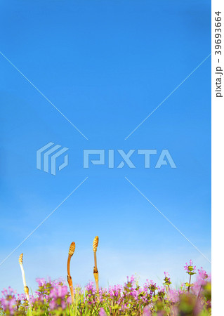 青空を背景に咲くホトケノザと土筆 青空を背景に咲くホトケノザと土筆 39693664