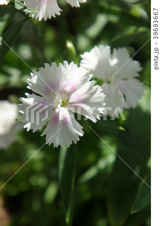 ナデシコ ナデシコ 39693667