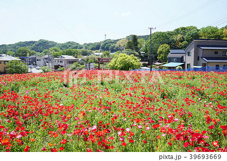 ポピー 39693669