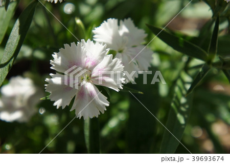 ナデシコ 39693674