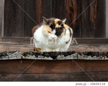 第八十四番屋島寺の猫 39694138