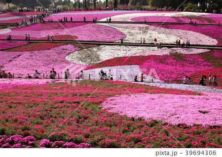 芝桜　秩父　羊山公園 39694306