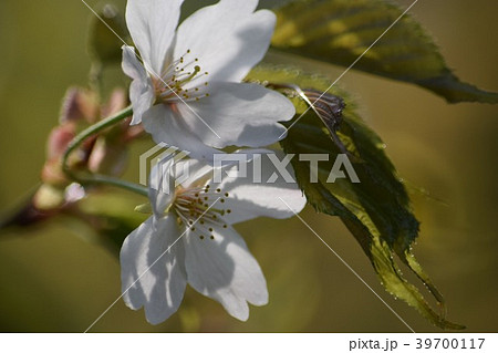 さくら咲く 39700117