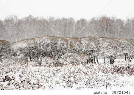 Winter landscape in Izmaylovsky Park in Moscow. Winter landscape in Izmaylovsky Park in Moscow. 39701045