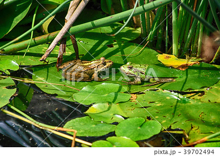 two frogs in the nature two frogs in the nature 39702494