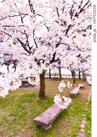 公園の桜とベンチ 39703036