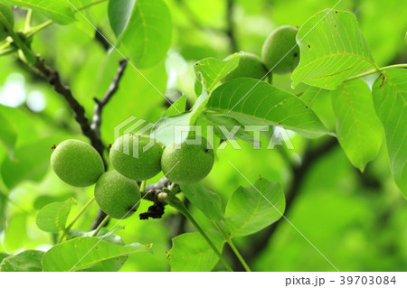 green walnuts plant green walnuts plant 39703084