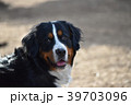 可愛いバーニー 39703096