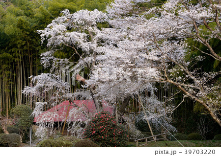 雪村桜　福島県 39703220