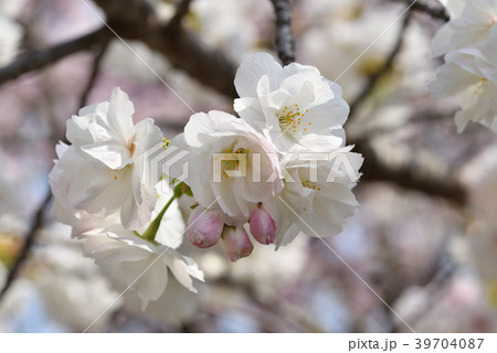 サクラ（白妙） 39704087
