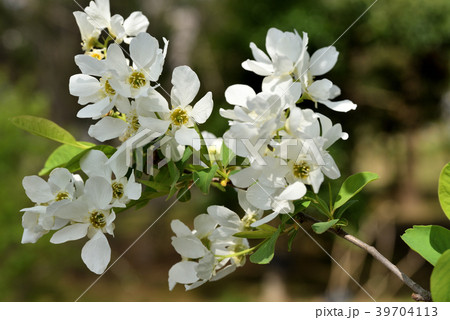 リキュウバイ 39704113