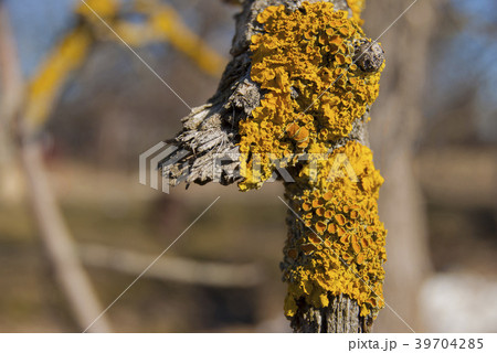 Yellow lichen on old tree branch. 39704285