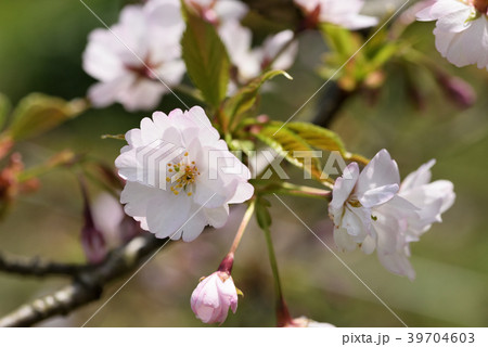サクラ(静桜) サクラ(静桜) 39704603