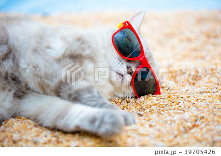 Cat wearing sunglasses relaxing on the beach Cat wearing sunglasses relaxing on the beach 39705426