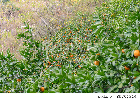 みかん畑の風景 39705514
