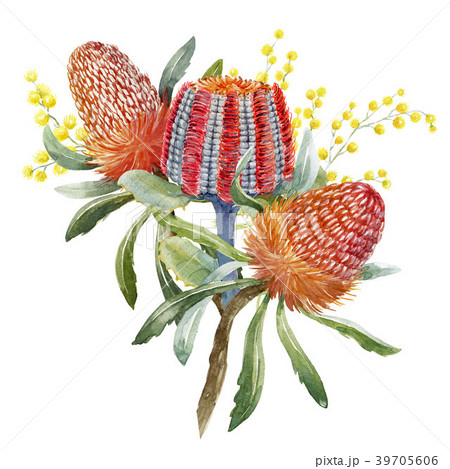 Watercolor australian banksia floral composition 39705606