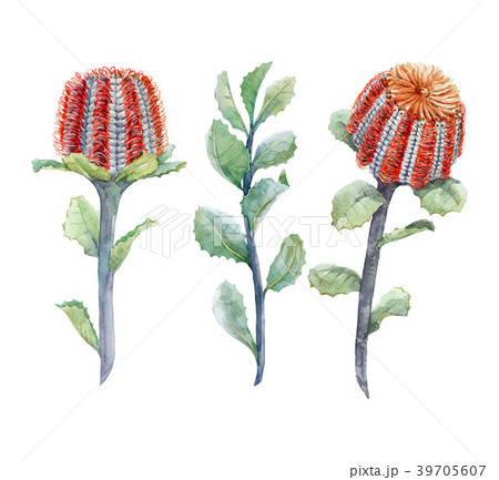 Watercolor australian banksia floral set 39705607