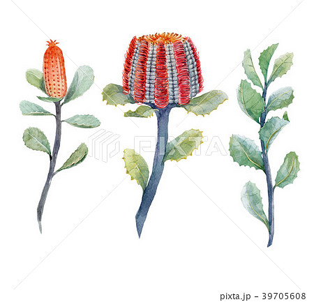 Watercolor australian banksia floral set 39705608