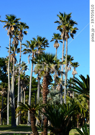 宮交ボタニックガーデン青島（宮崎県立青島亜熱帯植物園）　南国ムードあふれる植物園 39705610