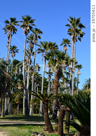宮交ボタニックガーデン青島（宮崎県立青島亜熱帯植物園）　南国ムードあふれる植物園 39705611