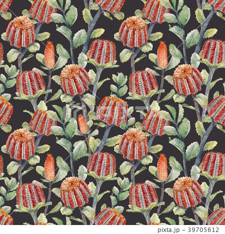 Watercolor australian banksia floral pattern 39705612