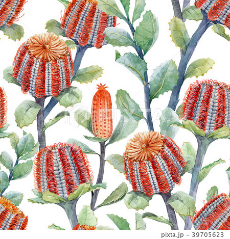 Watercolor australian banksia floral pattern 39705623