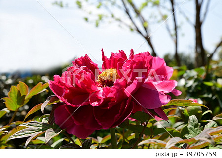 春の花イメージ素材、牡丹 春の花イメージ素材、牡丹 39705759