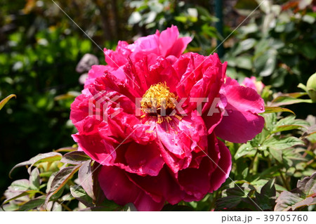 春の花イメージ素材、牡丹 39705760