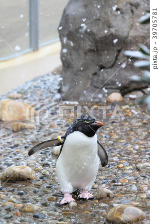 新潟市水族館 マリンピア日本海のミナミイワトビペンギンさんの写真素材