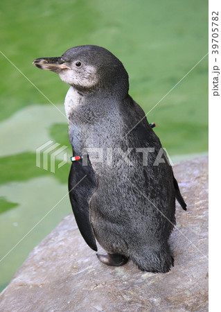 新潟市水族館 マリンピア日本海のフンボルトペンギンさん 39705782