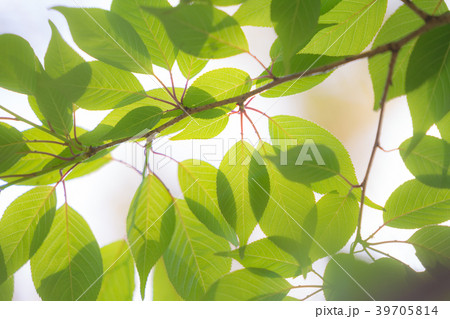 新緑 葉 エコイメージ 39705814
