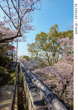 桜 (和歌山 3月 紀三井寺) 桜 (和歌山 3月 紀三井寺) 39706178