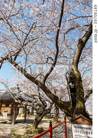 桜 (和歌山　3月　紀三井寺) 39706189